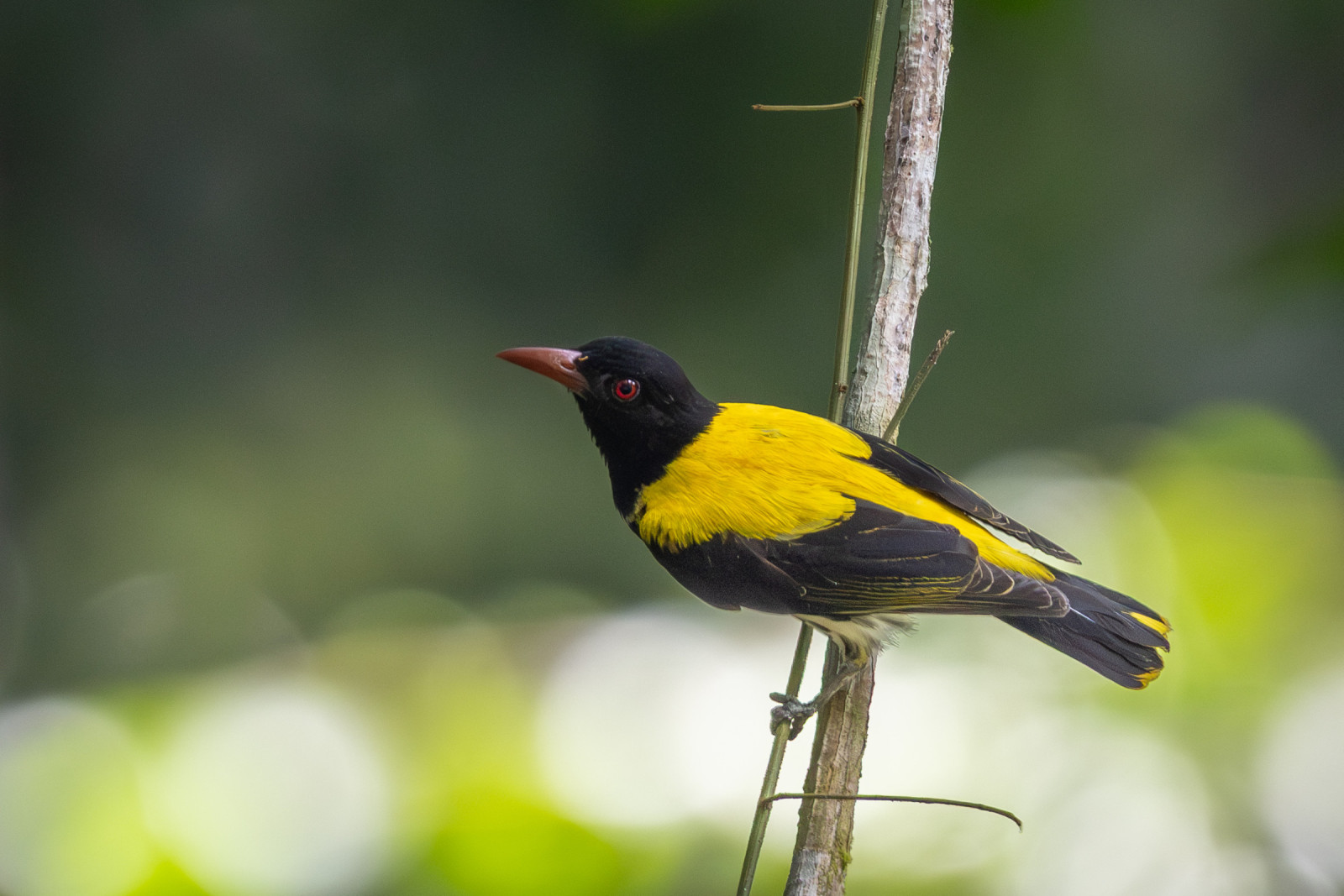 image Dark-throated Oriole
